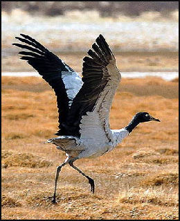 20080318-black necked crane in Ngari area China Tibet Infoirmation Ce.jpg